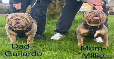 English Bulldog dogs - Advert 4