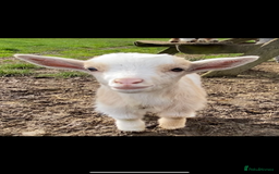 Goats livestock for sale: GORGEOUS NEW BORN BABIES AND FRIENDLY PET WETHERS  - Image 8