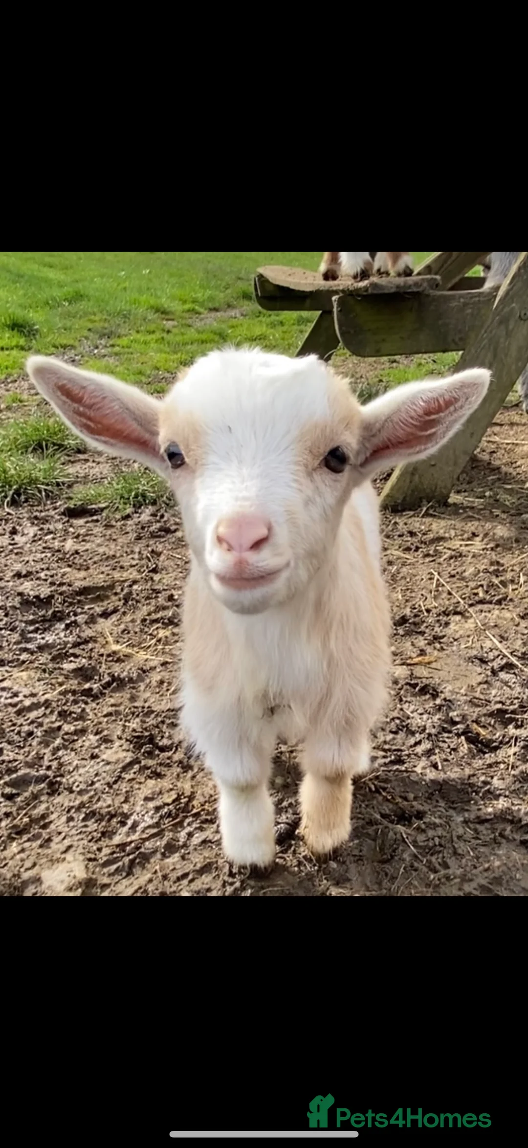 Goats livestock for sale: NEW BORN BOTTLE FED BABIES AND YOUNG NANNIES  - Advert 8