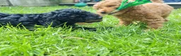 Cockapoo dogs for sale:  F1b miniature phantom merle puppies READY NOW  - Advert 8