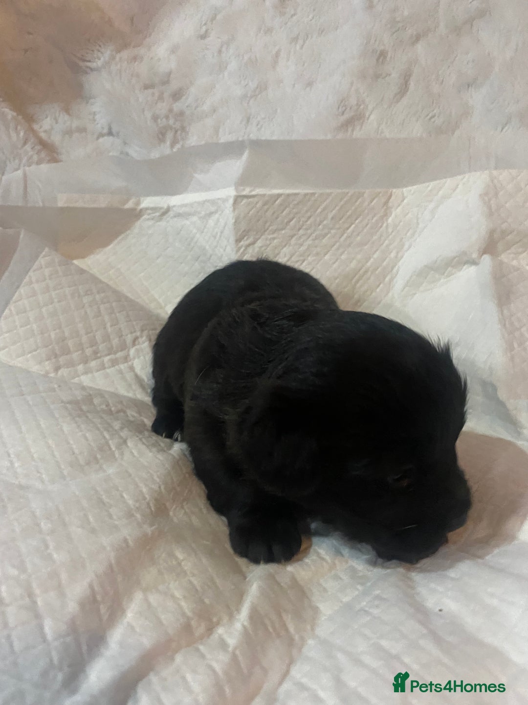 Jackapoo dogs for sale: Jackapoo puppies - Advert 14