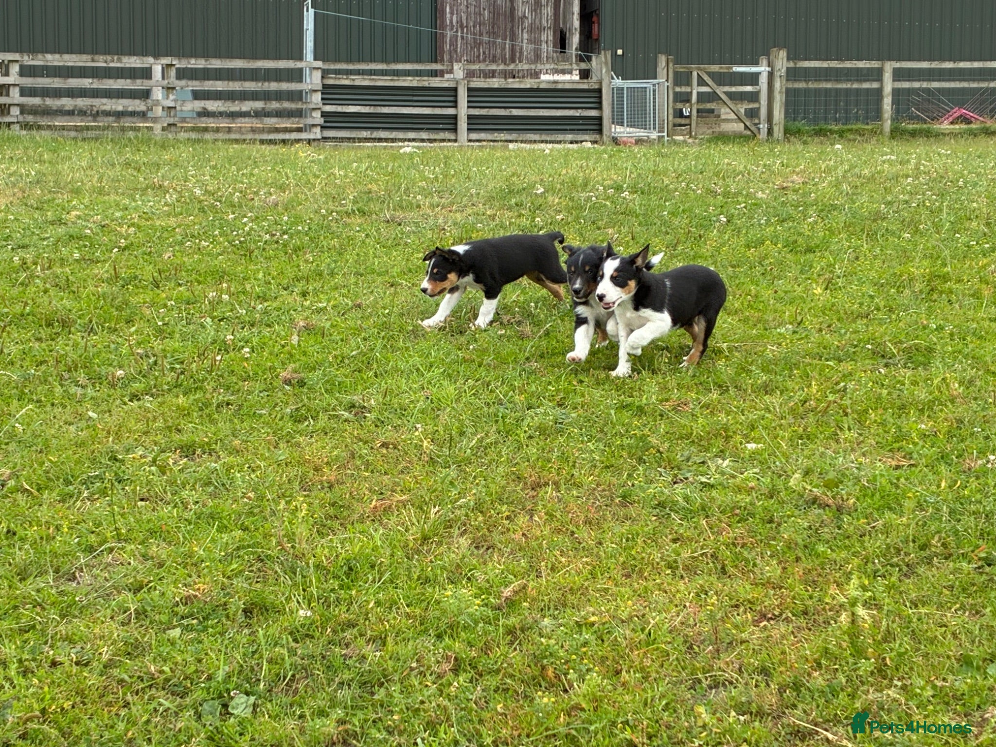 Border Collie dogs Border collie puppies  - Advert 12