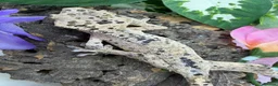 Gecko reptiles for sale: Crested Gecko Collection for sale  - Advert 4