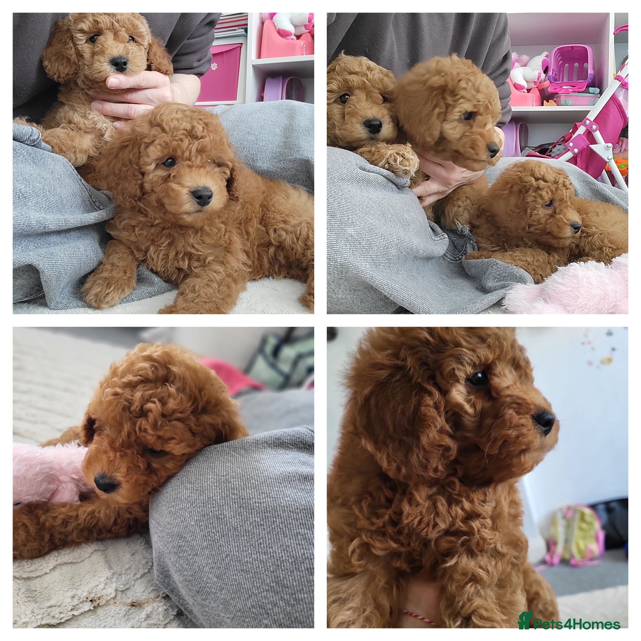 Toy Poodle dogs Adorable TOY POODLE pups - Advert 1