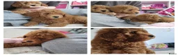 Toy Poodle dogs for sale: Adorable TOY POODLE pups - Advert 8