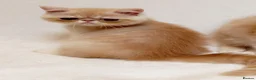 Exotic cats for sale: 2 Chubby Kittens - Advert 10