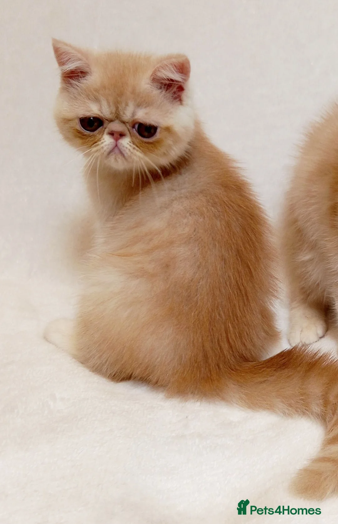 Exotic cats for sale: 2 Chubby Kittens with Pedigree - Advert 10