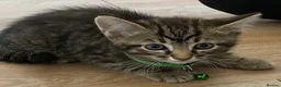 British Shorthair cats for sale: STUNNING BRITISH SHORTHAIR X DOM SHORTHAIR KITTENS - Advert 4