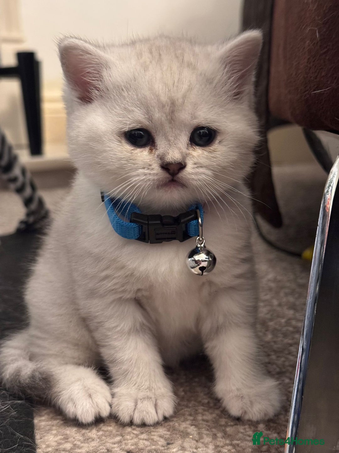 British Shorthair cats for sale: 1 boy 1 girl, ready to leave 11th March - Advert 9