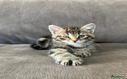 Maine Coon cats for sale: 1/2 Maine Coon kittens - Cardiff - Image 11