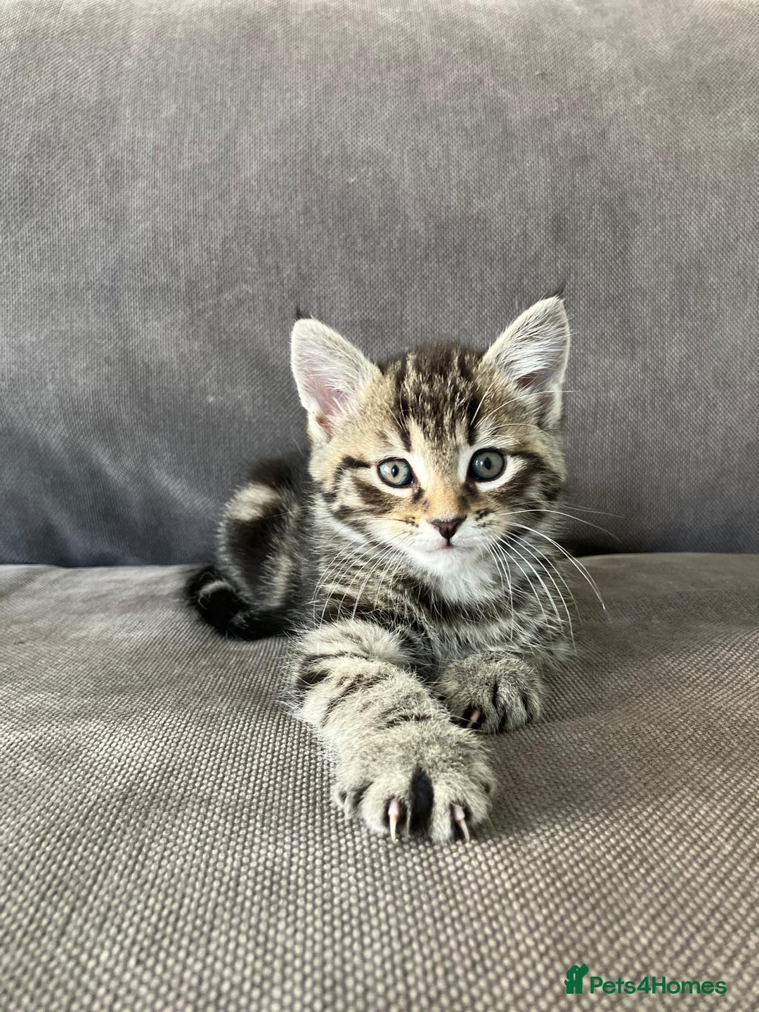 Maine Coon cats for sale: 1/2 Maine Coon kittens - Cardiff - Image 11
