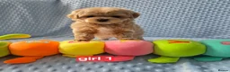 Maltipoo dogs for sale:  Beautiful  Maltipoo - Advert 11