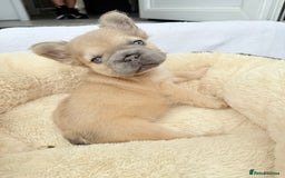 French Bulldog dogs for sale: Visual fluffy ** French bulldog puppies - Image 5