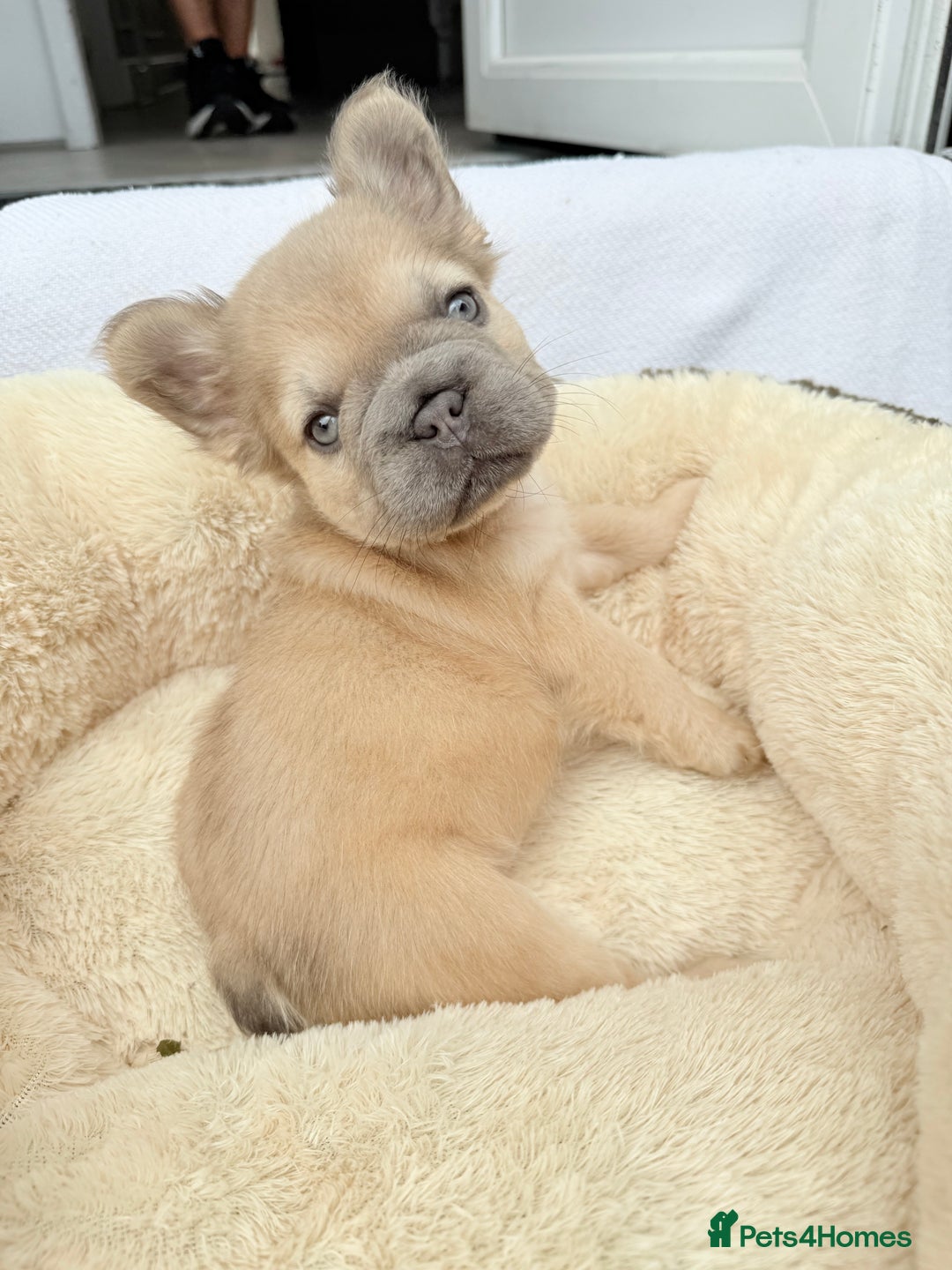 French Bulldog dogs for sale: Visual fluffy ** French bulldog puppies - Image 5