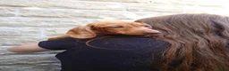 Miniature Dachshund dogs for sale: Beautiful Miniature Puppy Dachsung  - Advert 8