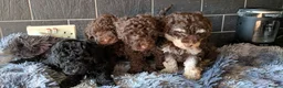 Labradoodle dogs for sale: 🐾Quality F1BB Mini Labradoodle Pups🐾  - Advert 26