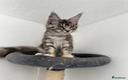 Maine Coon cats for sale: Maine Coon  - Image 4