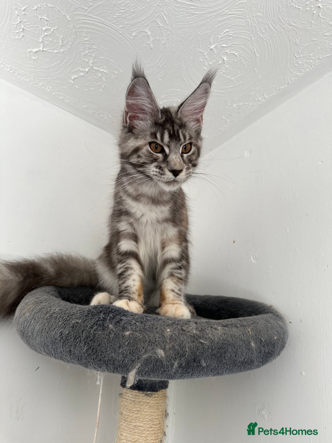 Maine Coon cats for sale: Maine Coon  - Image 4