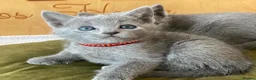 Russian Blue cats for sale: Silver Sapphire Soul three Enchanting Russian Blue in London - Advert 5