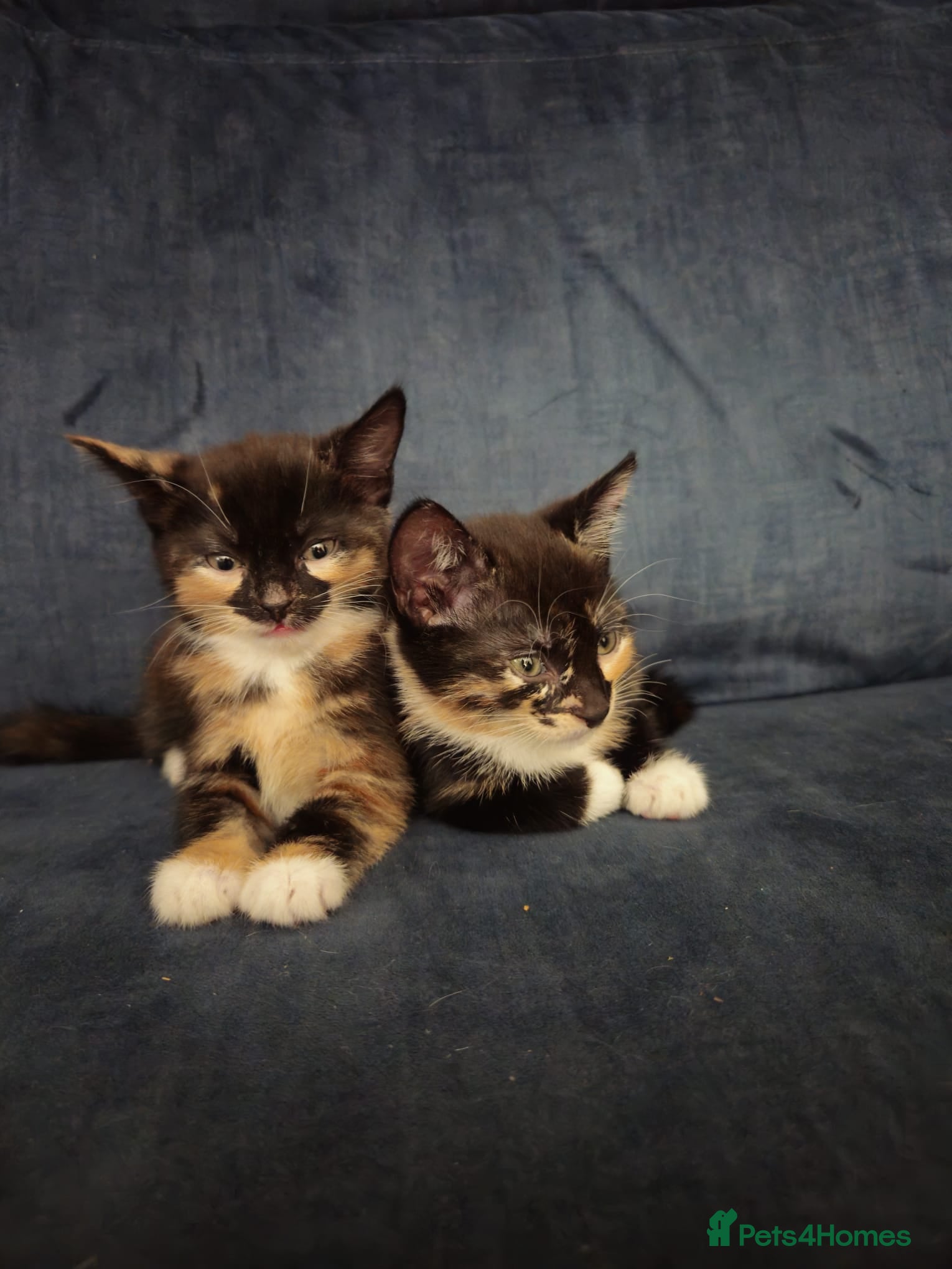 Mixed Breed cats 2 sweet girls  - Advert 16