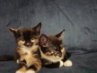 Mixed Breed cats 2 sweet girls. - Advert 6