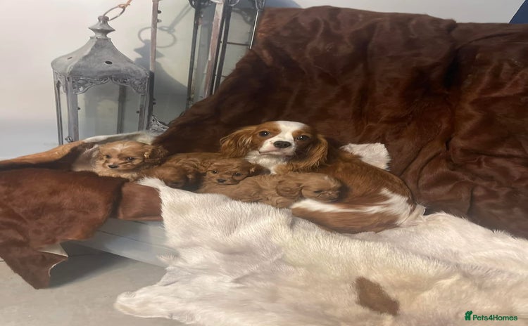 Cavapoo dogs - Advert 1