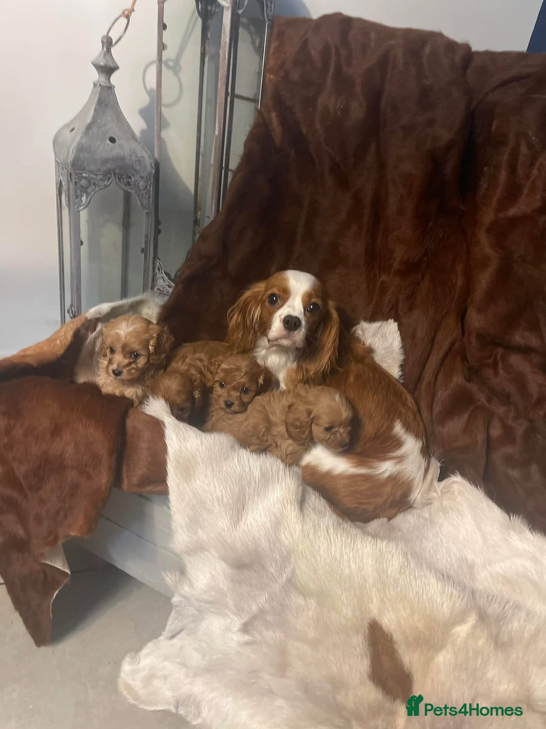 Cavapoo dogs for sale: Quality F1 Red Cavapoo Puppies (2 boys 2 girls) - Image 1