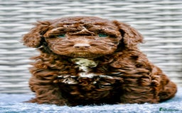 Spanish Water Dog dogs for sale: Spanish Water Dog Puppies  - Image 20
