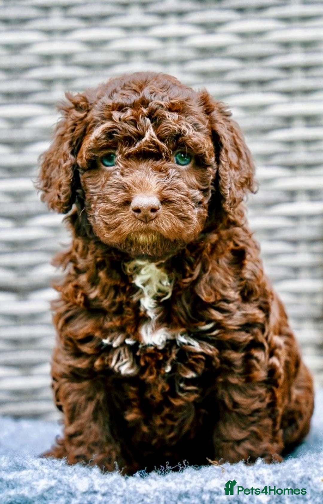 Spanish Water Dog dogs for sale: Spanish Water Dog Puppies  - Image 20