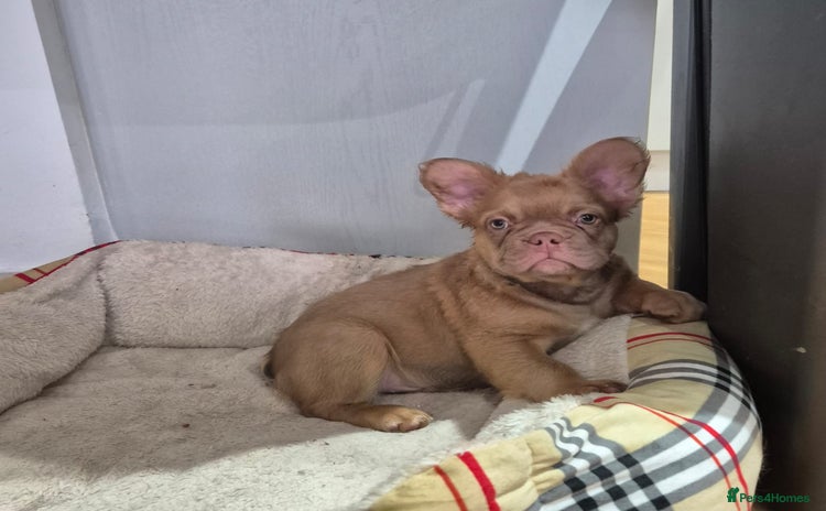 French Bulldog dogs - Advert 2