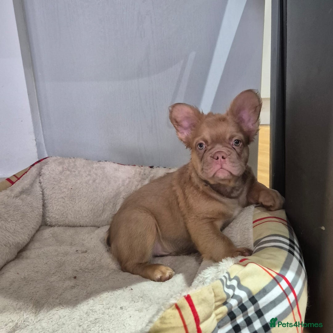 French Bulldog dogs for sale: ATAW newshade ROJO FULL FLUFFY - Image 1