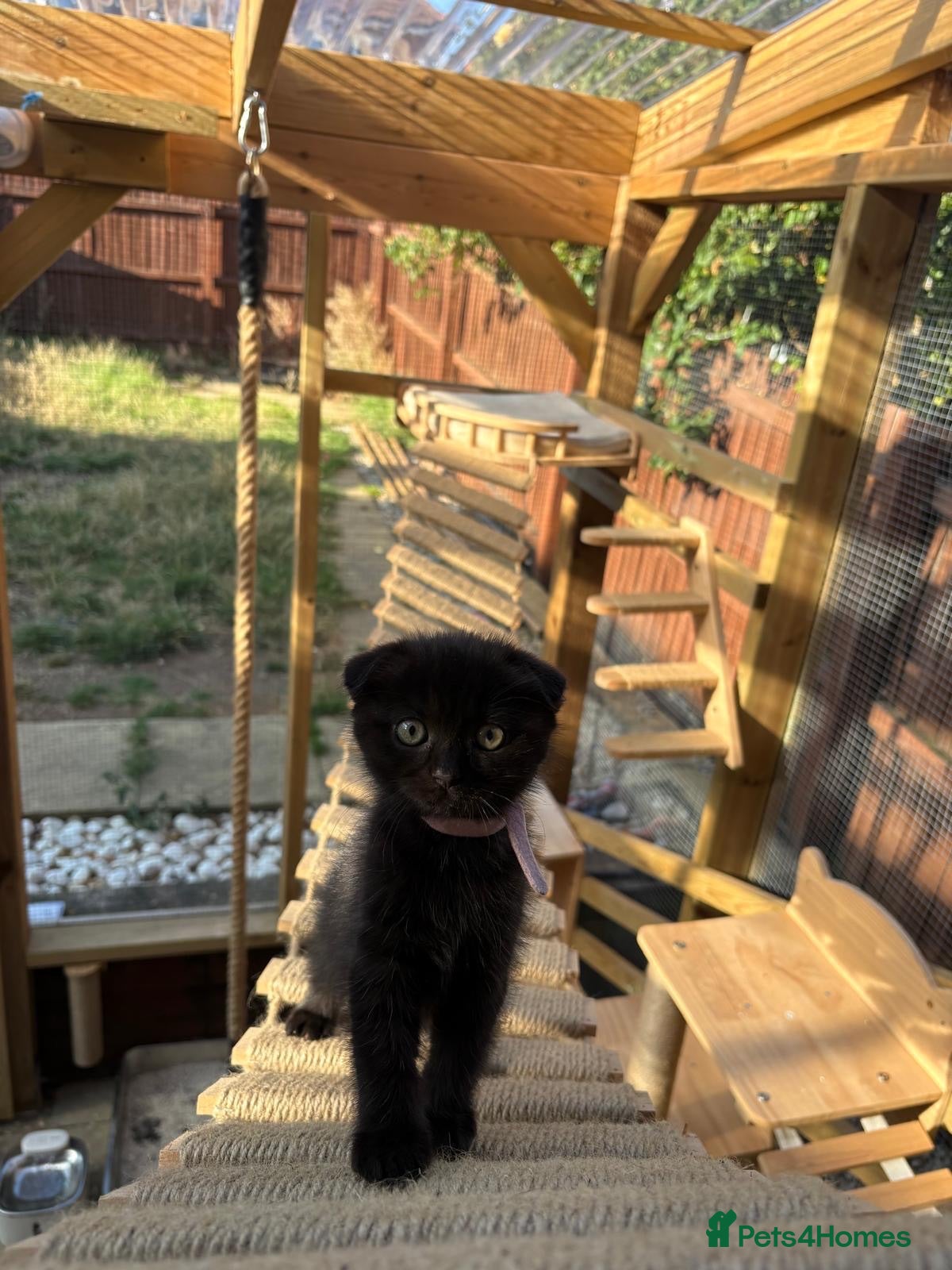 Mixed Breed cats Ragdoll x BSH/Scottish Fold Kitten - Advert 17