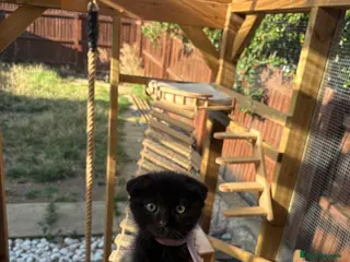 Mixed Breed cats Ragdoll x BSH/Scottish Fold Kitten - Advert 17