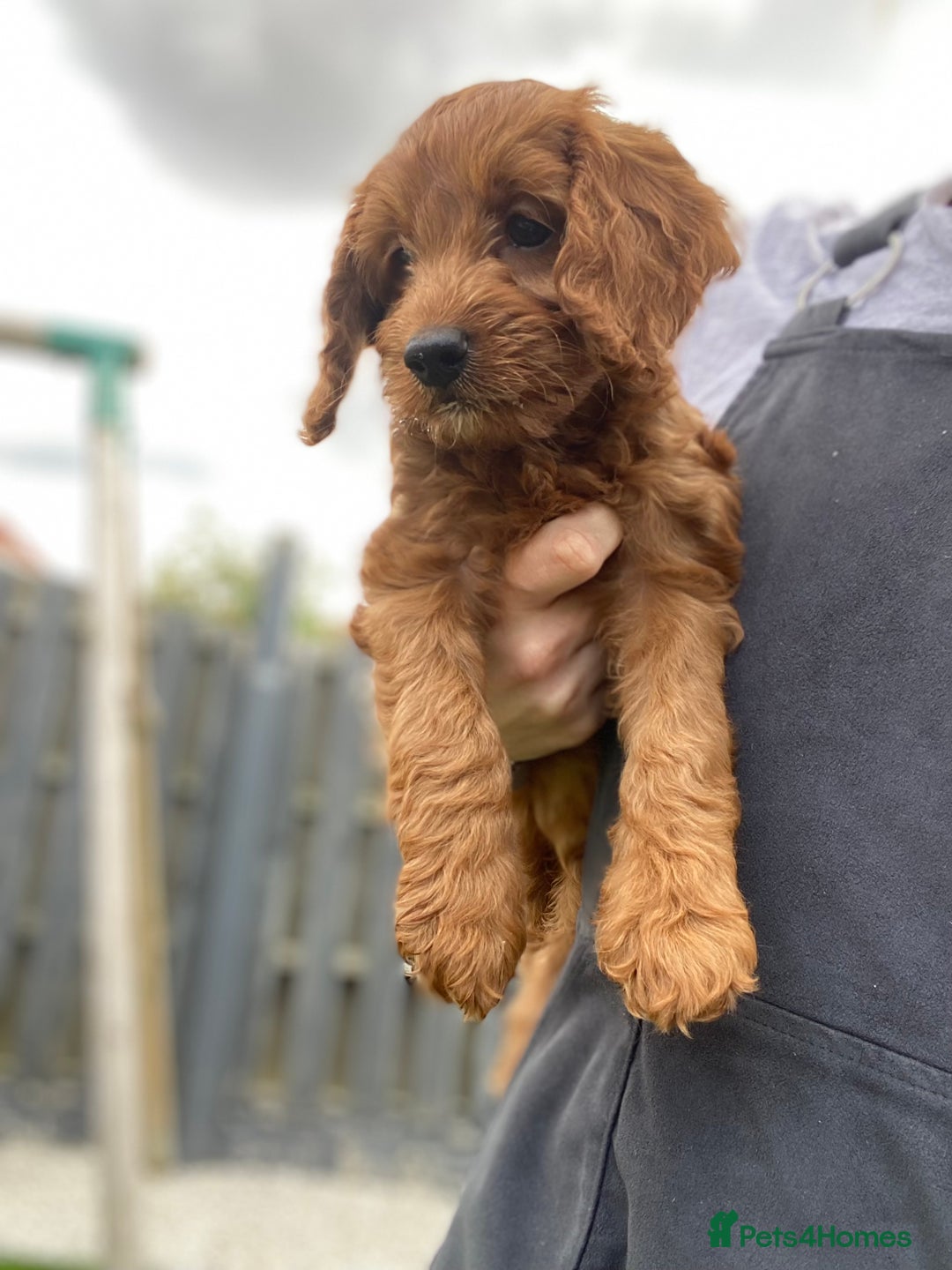 Cockapoo dogs for sale: 3 Cockapoochon puppies available  - Image 6