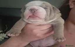 Olde English Bulldogge dogs for sale: Beautiful olde English bulldogs 🩷 - Image 9