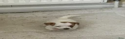 Jack Russell dogs for sale: Jack Russell  in London - Advert 11