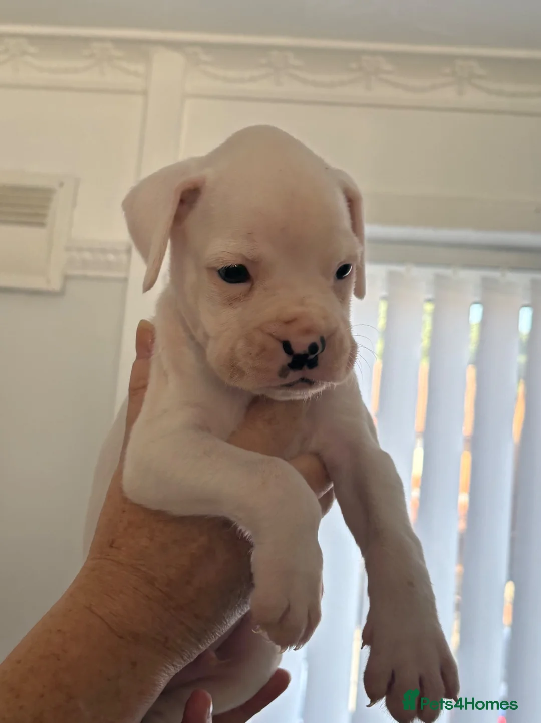 Boxer dogs for sale: 8 KC Registered boxer puppies for sale  - Advert 29