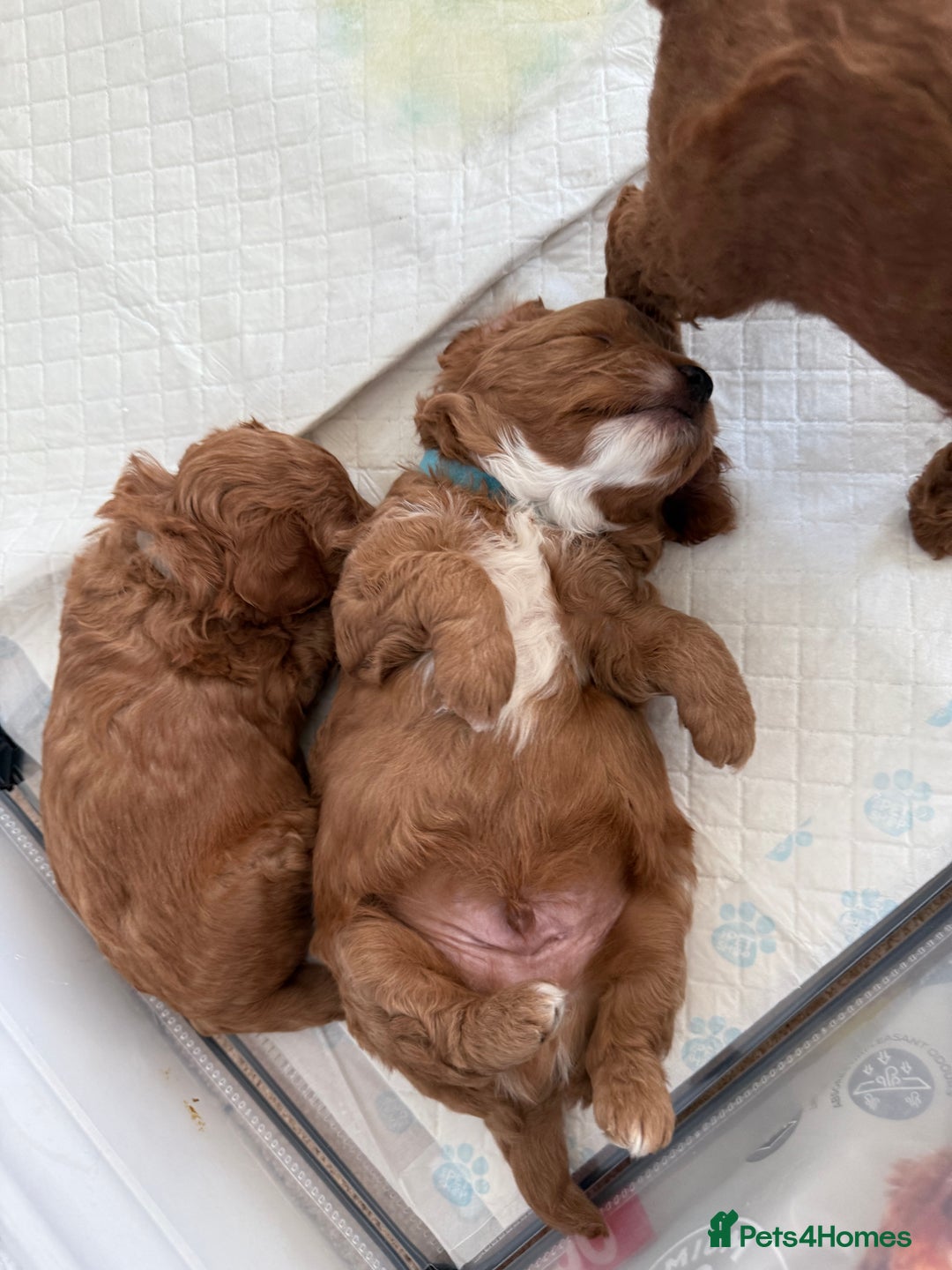 Cockapoo dogs for sale: Championship bloodline F1B toy Cockapoos  - Advert 31