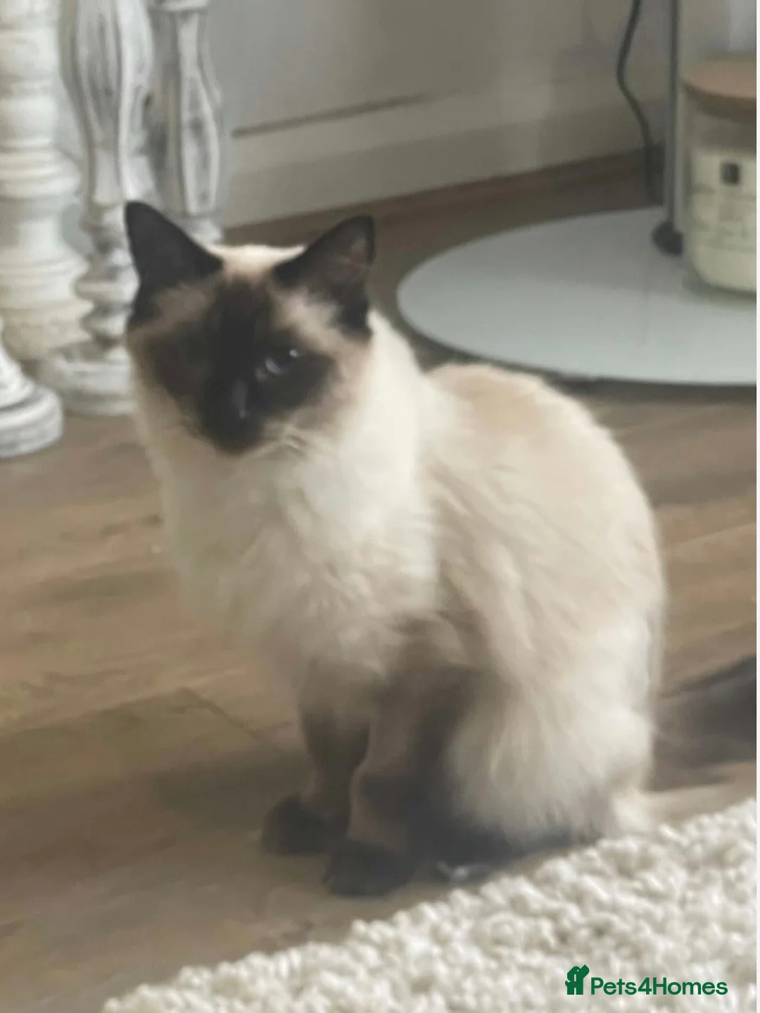 Ragdoll cats for sale: Ragdoll kitten  - Advert 12