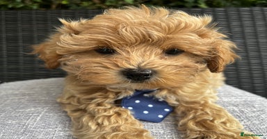 Maltipoo dogs - Advert 6