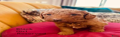Miniature Poodle 6