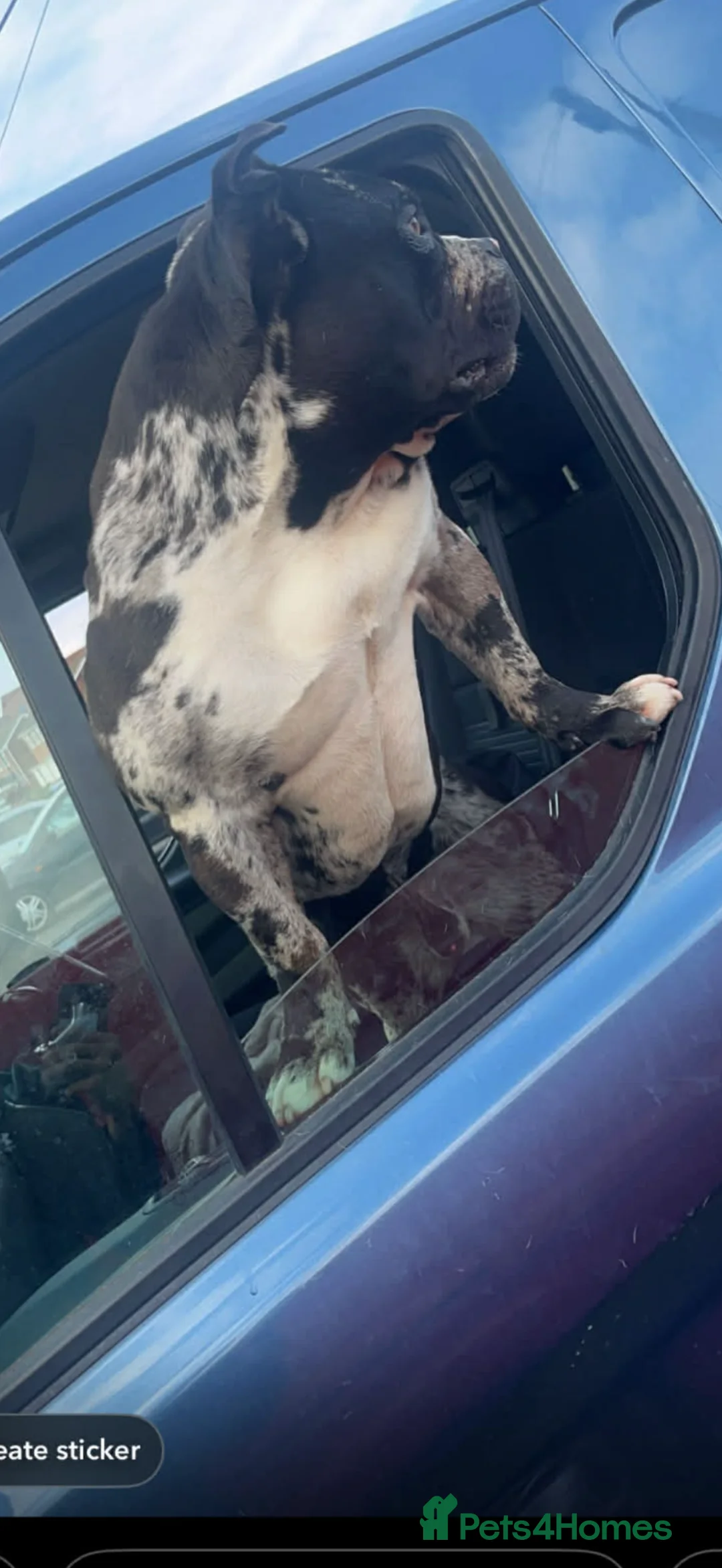 American Bulldog dogs for sale: Black & white merle pocket bully  **  in Nuneaton - Advert 2