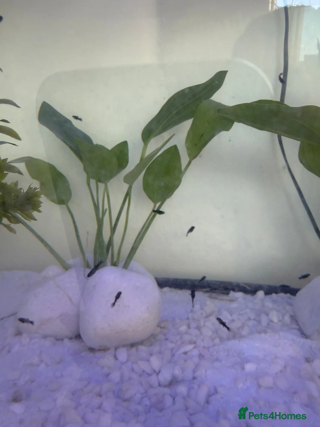 Mollies fish for sale: Baby Mollie Fish - Advert 2