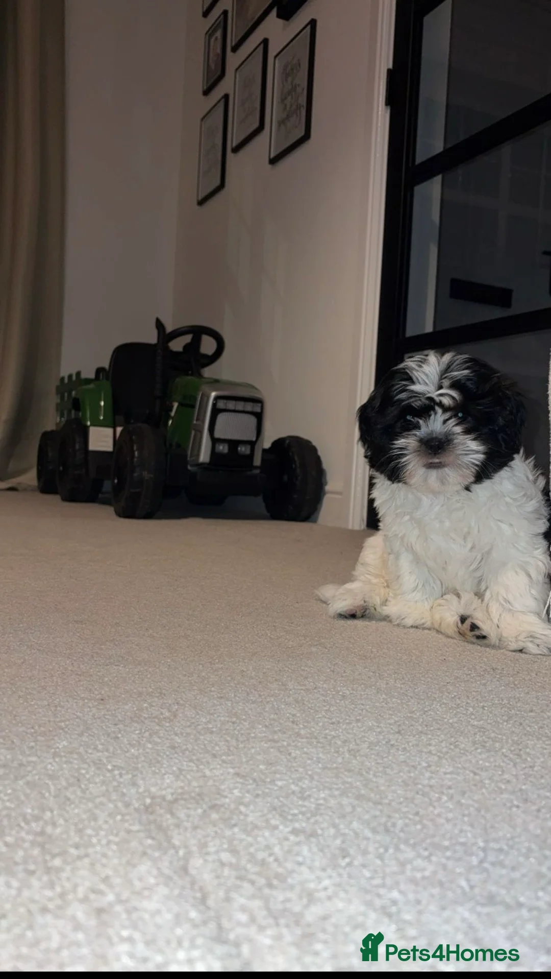 Shihpoo dogs for sale: Shih-poo in Burnley - Advert 5