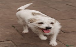Mixed Breed dogs for adoption: 💖🐶 FAY 🐶💖 - Image 16