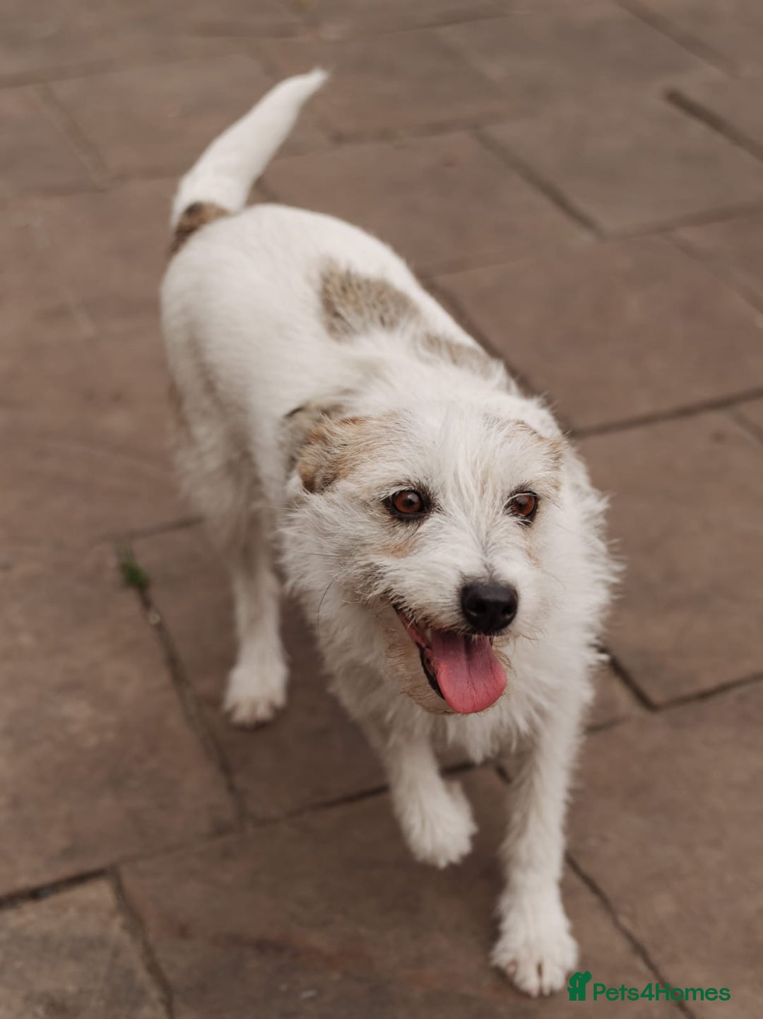 Mixed Breed dogs for adoption: 💖🐶 FAY 🐶💖 - Image 16