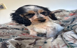 Cocker Spaniel dogs for sale: Show Cocker Spaniel Puppies  - Image 18