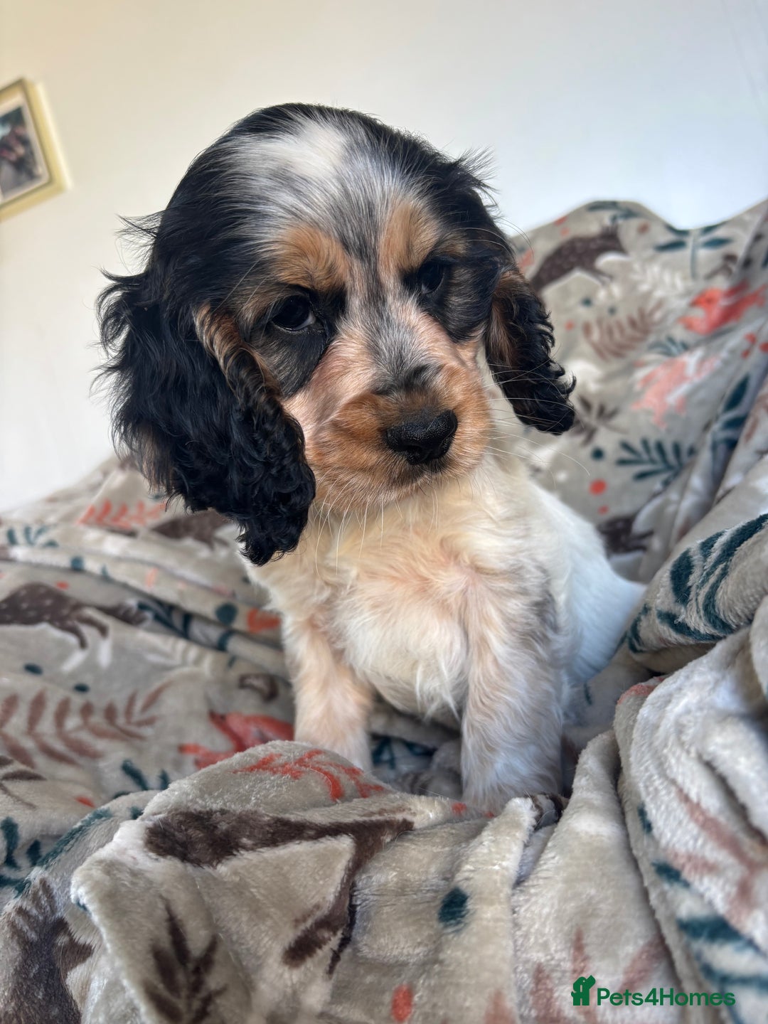 Cocker Spaniel dogs for sale: Show Cocker Spaniel Puppies  - Image 18