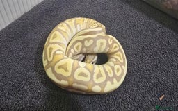 Python Snake reptiles for sale: Mixed Male and Female Royal Pythons - Image 6