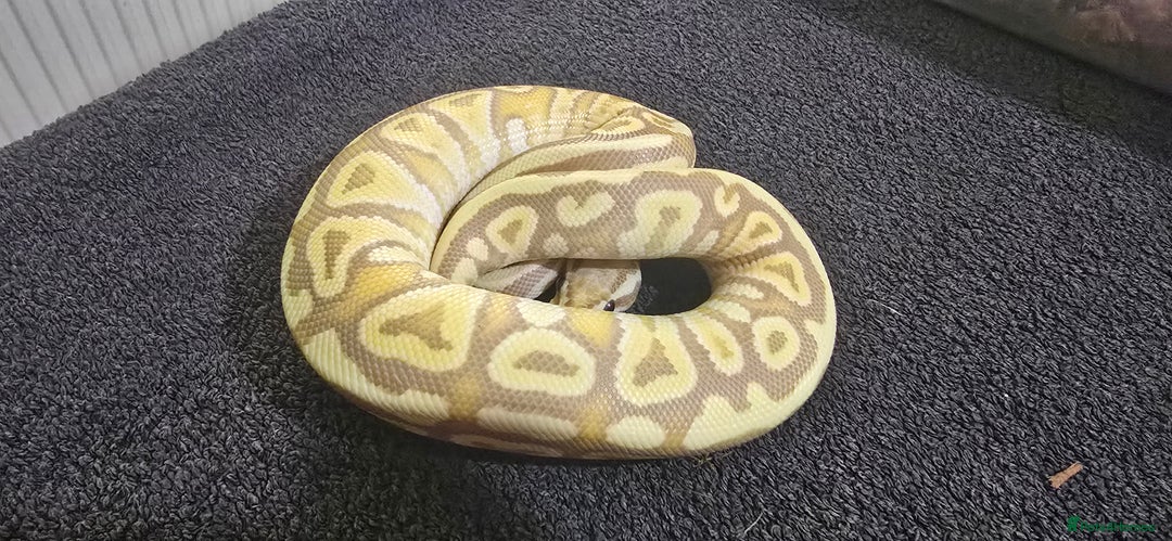 Python Snake reptiles for sale: Mixed Male and Female Royal Pythons - Image 6